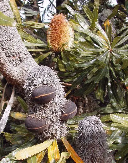 Banksia aemulafollicles cranbourne email Wallum banksia