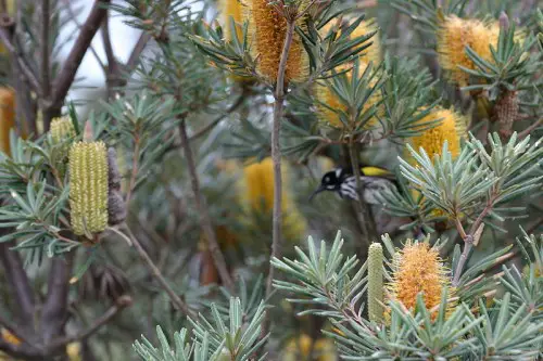 albany banksia with new holland honeyeater e1290418329307 Albany Banksia
