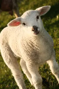 lamb Sheep