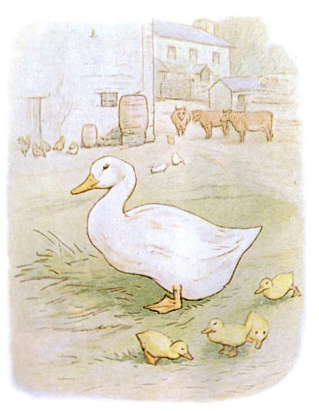 464px Jemima and ducklings Aylesbury Duck