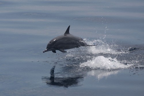 800px Spinner dolphin jumping e1292235551432 Spinner Dolphin