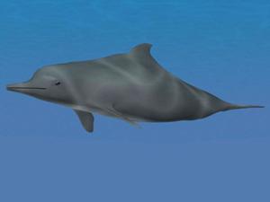 AHBackAS Atlantic Humpback Dolphin