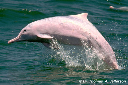 Indo PacHumpDolphin 1 Humpback Dolphin