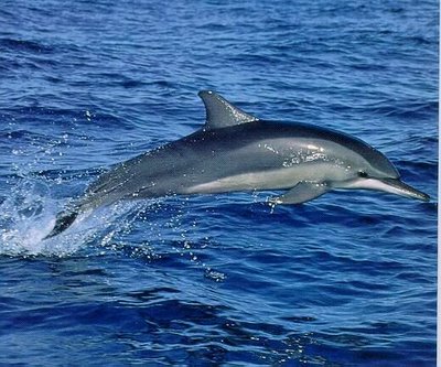 Stdol01 StripedDolphin Flight Striped Dolphin