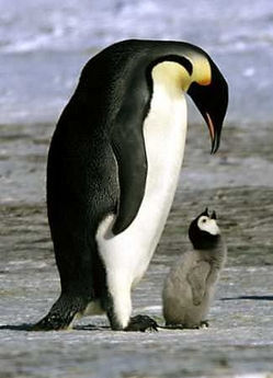 emperor penguin Emperor Penguin