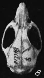 170px Oryzomys peninsulae skull dorsal Lower California Rice Rat