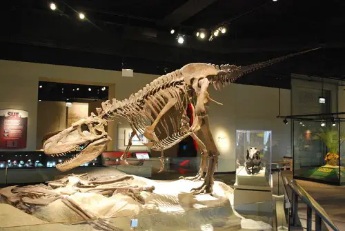 800px Field Museum Daspletosaurus e1294735547702 Daspletosaurus