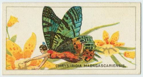 Chrysiridia Cigarette card e1294732145553 Madagascan sunset moth