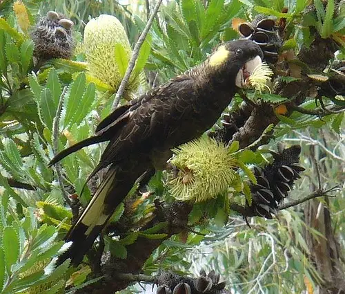 Yellow tailed Black Cockatoo banksia Yellow tailed Black Cockatoo