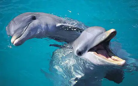 bottlenose dolphin1 Common bottlenose dolphin