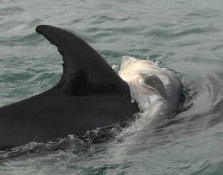 dolphin Grieving dolphin keeps hold of dead calf