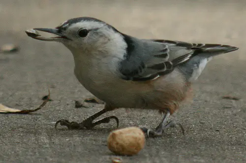 food White breasted Nuthatch