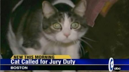 jury duty cat Cat called in for Jury Duty