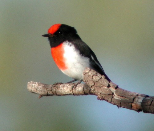 male red capped robin e1295072668437 Red capped Robin