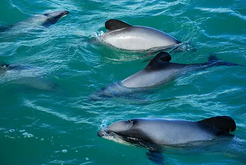 rare Hectors dolphin