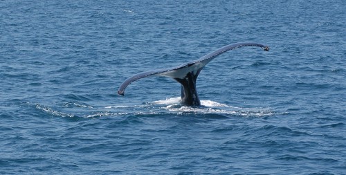 humpback whale e1297571961473 Deformed Humpback Whale Spotted off Kauai
