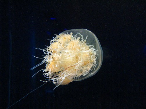 800px Nemopilema nomurai1 e1300521280775 10 of the Most Beautiful Jellyfish in the World