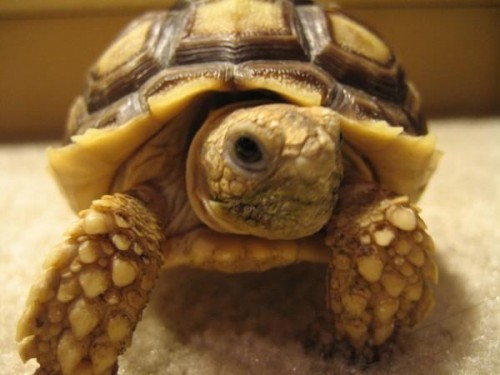 African Sulcata Tortoise e1300088751989 Top 10 Most Popular Pet Reptiles