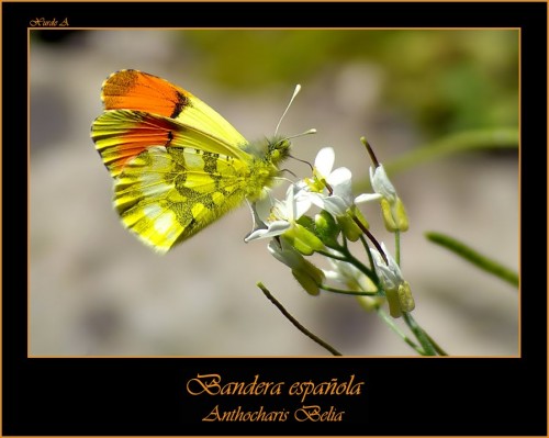 Anthocharis belia e1299750892564 10 of the Worlds Most Beautiful Butterflies