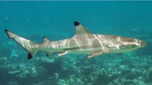 Carcharhinus melanopterus mirihi e1301033761906 10 of the Worlds Scariest Sharks