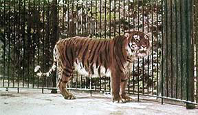 Caspian tiger 10 Animals Who Were Forced Into Extinction
