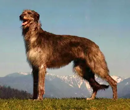 Deerhound Fernhills Kendra Scottish Deerhound Kept a Secret in the Dog World
