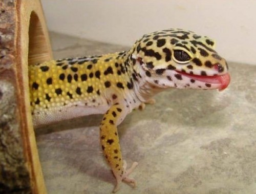 Gecko e1300088156518 Top 10 Most Popular Pet Reptiles