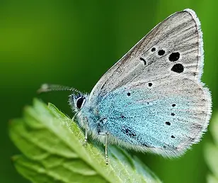 Glaucopsyche alexis crop 10 of the Worlds Most Beautiful Butterflies