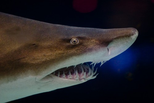 Grey nurse shark e1301033490594 10 of the Worlds Scariest Sharks