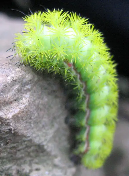 Io moth caterpillar1 10 Beautiful Yet Toxic Caterpillars