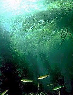 Kelp forest 10 Most Endangered Forests on Earth