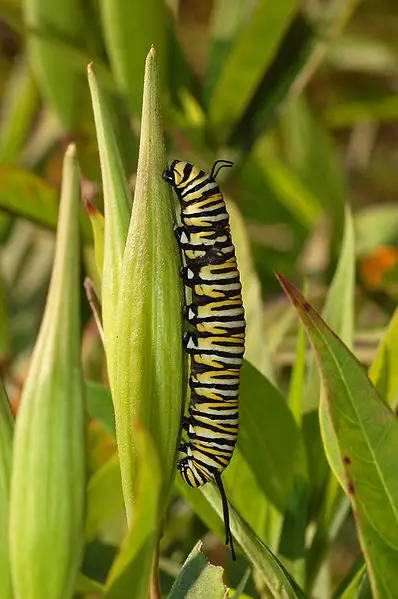 Monarch Butterfly Danaus plexippus Vertical Caterpillar 10 Beautiful Yet Toxic Caterpillars
