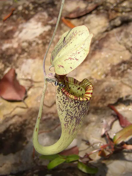 Nepenthes rafflesiana Bat Roost in Pitcher Plan, Feed it With Excrement
