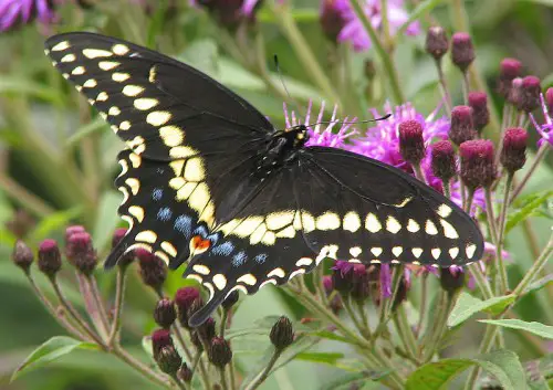 Papilio polyxenes e1299750398762 10 of the Worlds Most Beautiful Butterflies