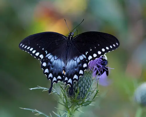 Papilio troilus 10 of the Worlds Most Beautiful Butterflies