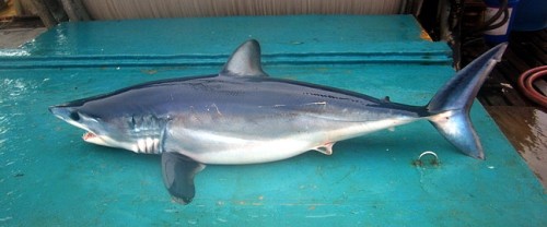 Shortfin mako piro2 e1301033693468 10 of the Worlds Scariest Sharks