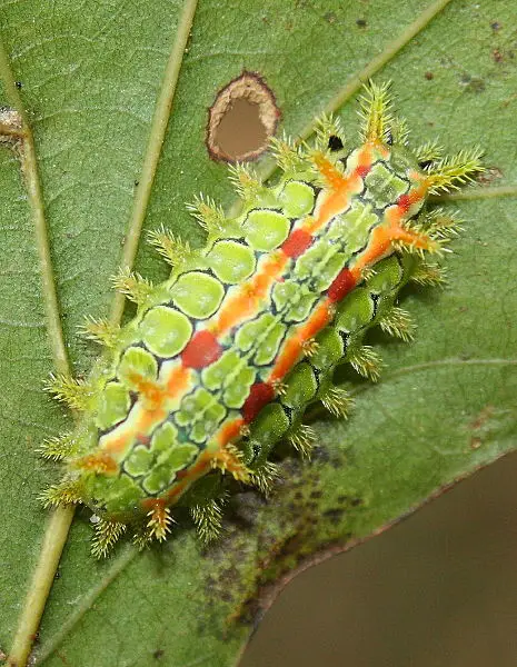 SpinyOakSlugLarva 10 Beautiful Yet Toxic Caterpillars