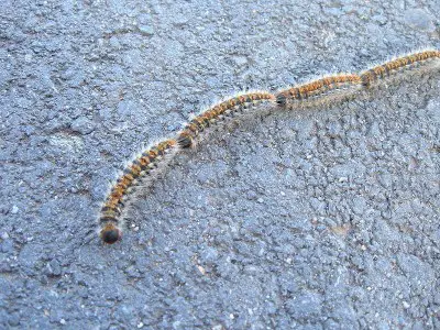 Thaumetopoea pityocampa e1300854998338 10 Beautiful Yet Toxic Caterpillars