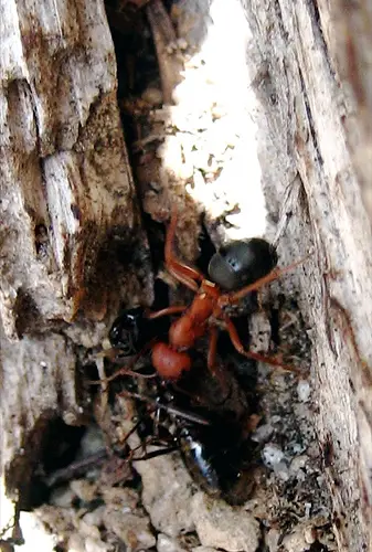 ant Zombie Ants Manipulated by 4 New Fungi Species