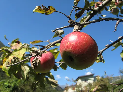 apple 10 Poisonous Fruit & Veg That We Actually Eat Every Day