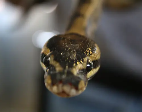 ball python Top 10 Most Popular Pet Reptiles