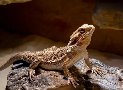 bearded dragon Top 10 Most Popular Pet Reptiles