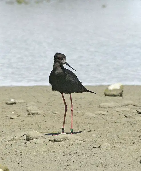 black stilt 10 of the Worlds Rarest Birds