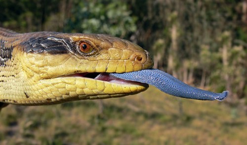 blue tongue skink e1300088330205 Top 10 Most Popular Pet Reptiles