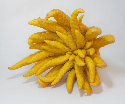 buddhas hand e1300252361769 10 of the Most Exotic Tropical Fruits on Earth