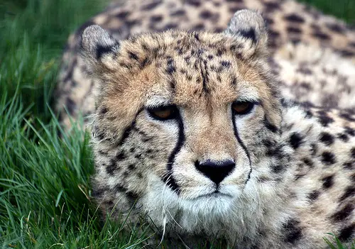 cheetah1 Amazing Wildlife Expeditions That You Shouldnt Miss