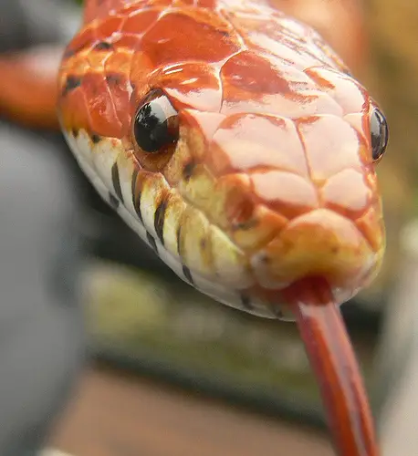 corn snake Top 10 Most Popular Pet Reptiles