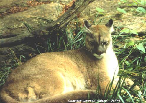 cougar Eastern Cougar is Officially Extinct