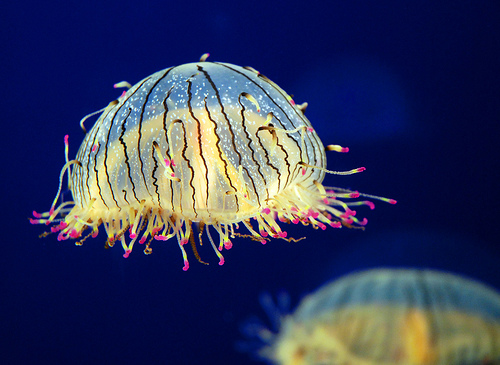 flower hat jelly 10 of the Most Beautiful Jellyfish in the World