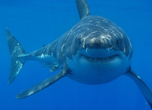 great white shark1 e1301033266231 10 of the Worlds Scariest Sharks